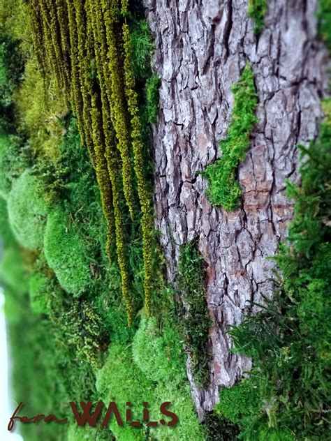 Moss Growing On The Side Of A Tree