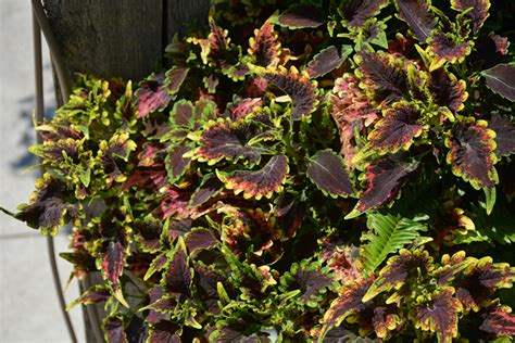 Sky Fire Coleus Solenostemon Scutellarioides Sky Fire In Denver