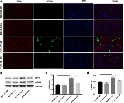 TLR4 Deficiency Decreases CIH Induced Macrophages And Fibroblasts