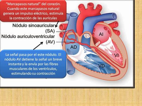 Blog De Fisiología Médica De Mónica Páez Sistema De Conducción Del