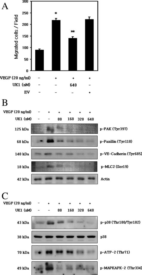 The Recombinant Kringle Domain Of Urokinase Plasminogen Activator