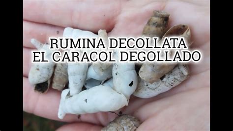 RUMINA DECOLLATA YouTube