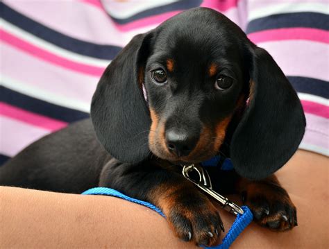 Black and brown dachshund puppy HD wallpaper | Wallpaper Flare