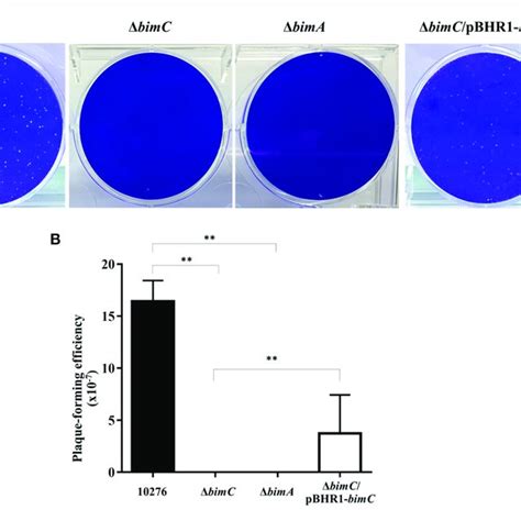 Intercellular Spreading Of B Pseudomallei Strains In Hela Cells A Download Scientific