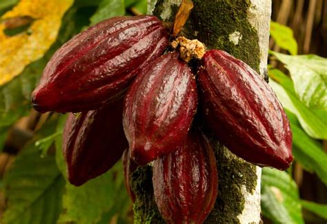 The Cacao Tree Cacao Fruits And Cacao Beans Aduna