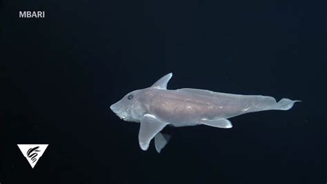 Bizarre Deep Sea Ghost Shark Caught On Camera For First Time The