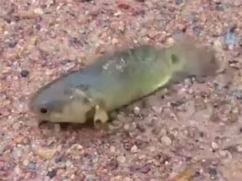 Fish Which Can Walk Out Of Water And Breathe On Land For Six Days