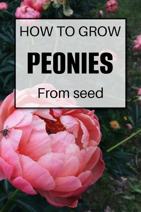 How To Successfully Grow Peonies From Seed A Step By Step Guide High Country Farms