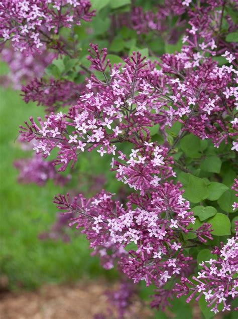 Shrub Plantssyringa Bloomerang Dark Purple Reblooming Lilac Proven