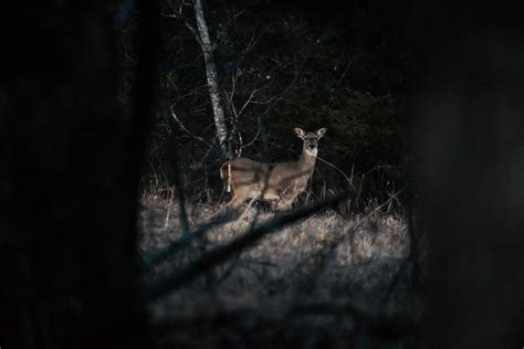 Her Eyes Looked Like a Deer Caught in Headlights | by Øivind H. Solheim ...