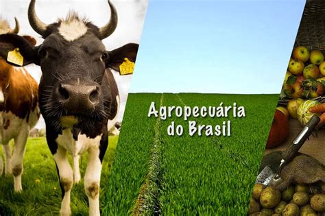 Agronegócio No Brasil