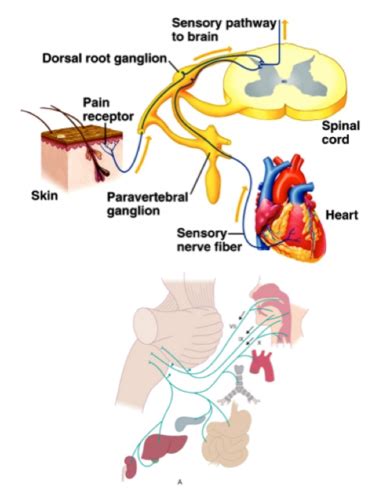 Autonomic Nervous System Flashcards Quizlet