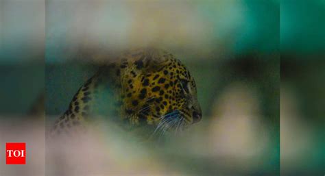 Karnataka Leopard Takes Away Three Year Old Bengaluru News Times