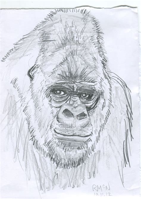 Gorilla-Pencil-Sketch by RaphaelMcNeal on DeviantArt