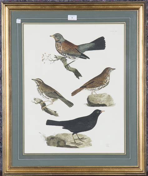 After Prideaux John Selby Fieldfare Thrush Redwing Blackbird