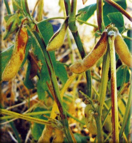 Бактериозы сои - AgroFlora.ru
