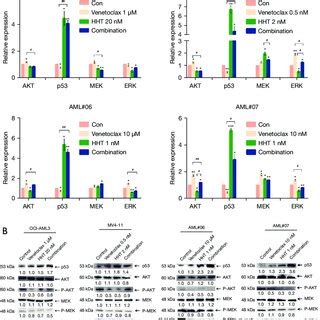 The Expression Of The Key Molecules In The PI3K AKT MAPK ERK And P53