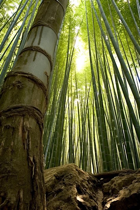 대나무 숲에 있는 나무 배경 배경 화면 및 일러스트 무료 다운로드 Pngtree