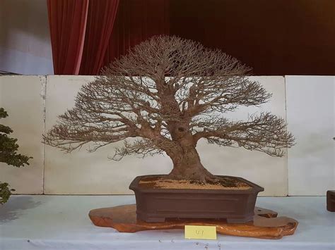 Pin By Bagus Wijaya On Bonsai Insp