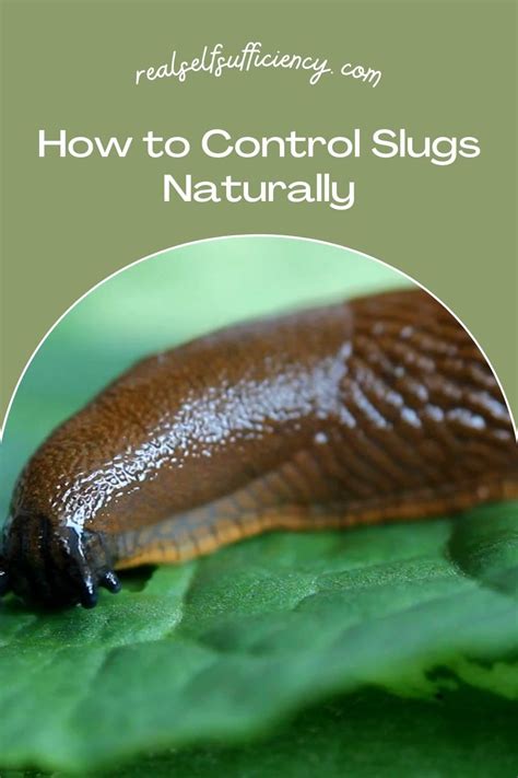 How To Control Slugs Naturally Artofit