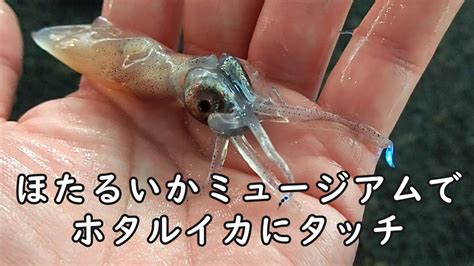 富山県滑川市のほたるいかミュージアムでホタルイカの発光器を光らせる Youtube