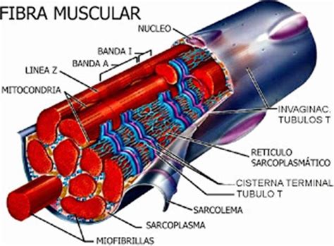 Tipos De Hipertrofia Muscular Sarcom Rica Y Sarcoplasm Tica