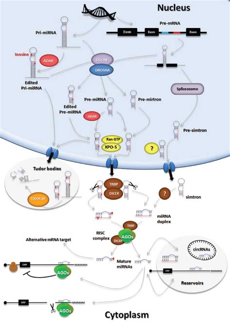 MicroRNA Biogenesis And Variability