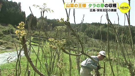 最高の出来ですわ 山菜の王様 タラの芽を収穫広島安佐北区 RCC NEWS 広島ニュース RCC中国放送