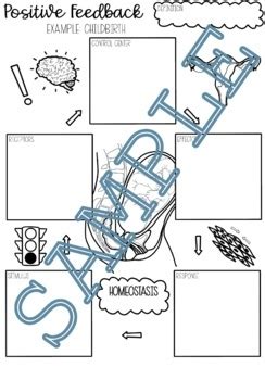 Homeostasis Doodle Notes By Sciencely Sam Tpt