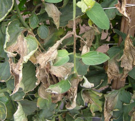 Late Blight Of Tomato And Potato Umn Extension