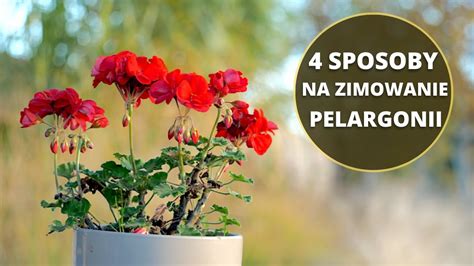 Zimowanie i przechowywanie PELARGONII Jak przezimować pelargonię