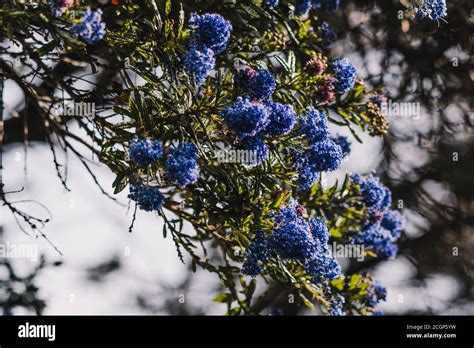 Pacific Blue Ceanothus Tree With Blue Flowers Outdoor In Sunny Backyard