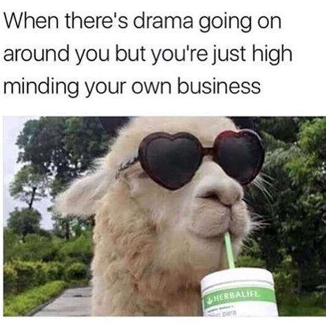 19 Hilarious Llama Pics And Memes Funny Llama Llama Drama Funny