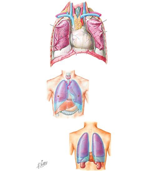 Thoracic Cavity and Pleura