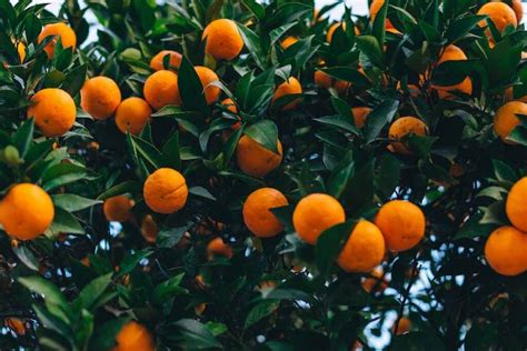 When To Pick Oranges The Best Time For Harvesting Minneopa Orchards