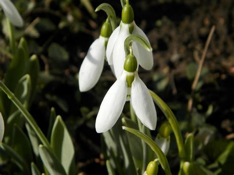 Free photo: Snowdrop, Flower, Macro, Nature - Free Image on Pixabay ...