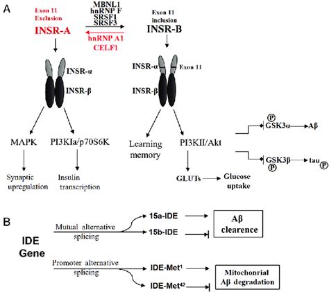 Alternative Splicing Of INSR And IDE In AD Pathology A Alternative