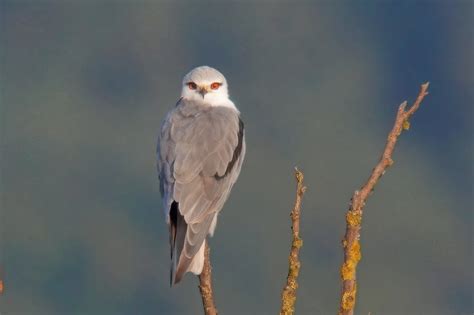 Black Winged Kite By Mike Alibone Birdguides