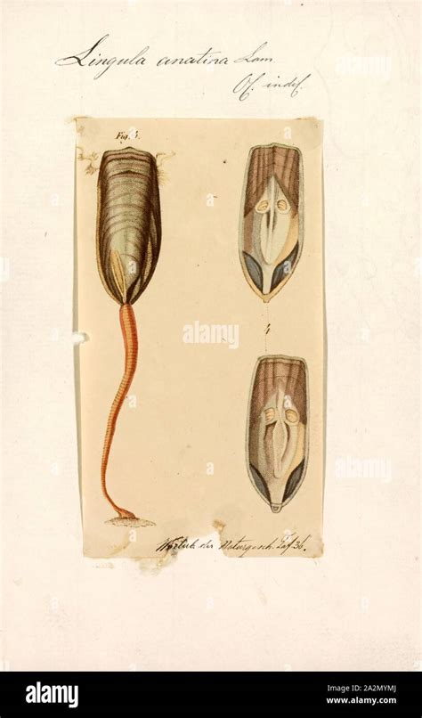 Lingula Brachiopod Diagram