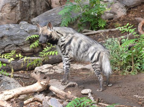 The Online Zoo - Striped Hyena