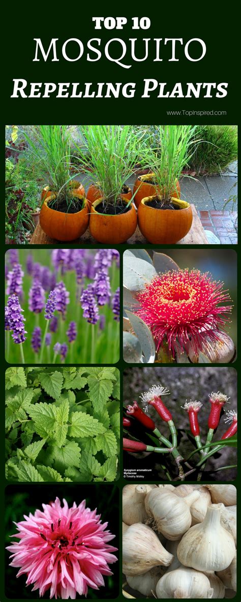 Top 10 Plants That Repel Mosquitoes Mosquito Repelling Plants Plants