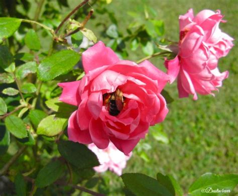 A Rose and A Bee ~ Story – Virily