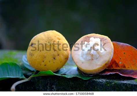 Tampoi One Malaysia Fruit Stock Photo 1750058468 | Shutterstock