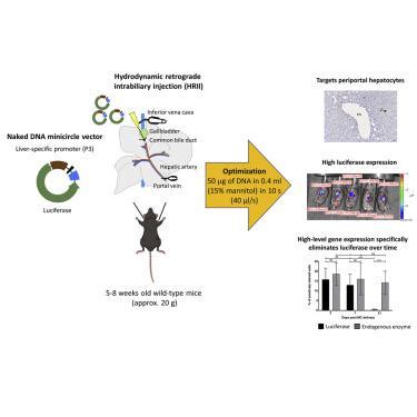 Intrabiliary Infusion Of Naked Dna Vectors Targets Periportal