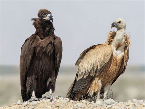Cinereous Vulture Ebird