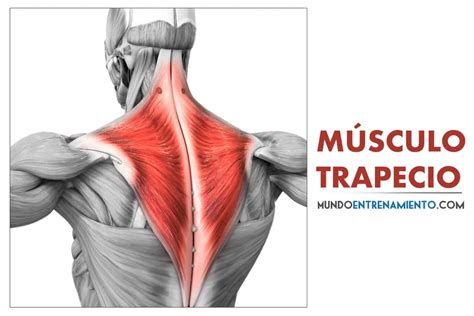 Músculo Trapecio 1 Guía Completa Sobre Este