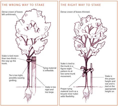 To Stake Or Not To Stake Fine Gardening