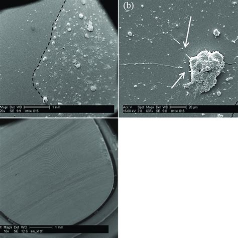 Controlled Adhesion Of PC 12C41 On Substrates SEM Images Of The