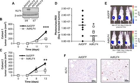 Klf4 Inhibits Primary Tumor Growth Of 4t1 Cells A Western Blot Shows