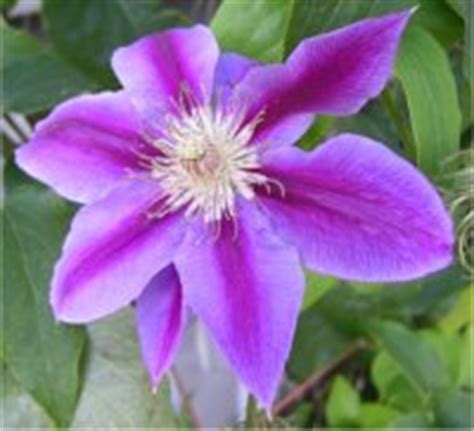 Cl Matite Clematis